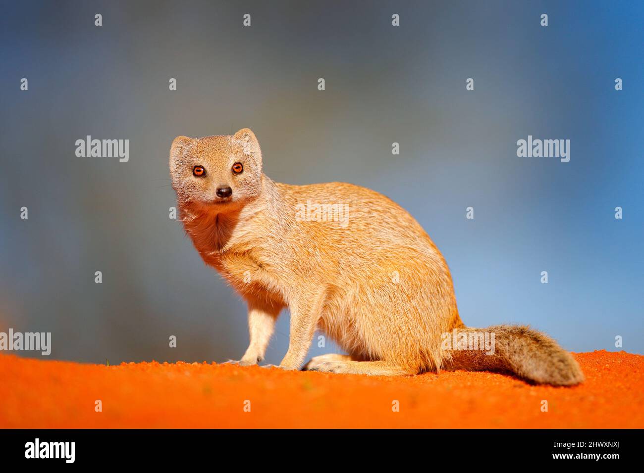 Mongoose dans le sable rouge, Kgalagadi, Botswana, Afrique. Mongoose jaune, Cynictis penicillata, assis dans le sable avec la végétation verte. Faune et flore d'Afrique. Banque D'Images
