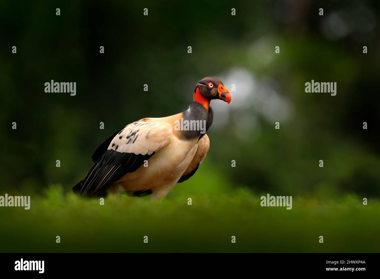 Roi vautour, Costa Rica, grand oiseau trouvé en Amérique du Sud. Scène sauvage de la nature tropicale. Condor à tête rouge. Banque D'Images