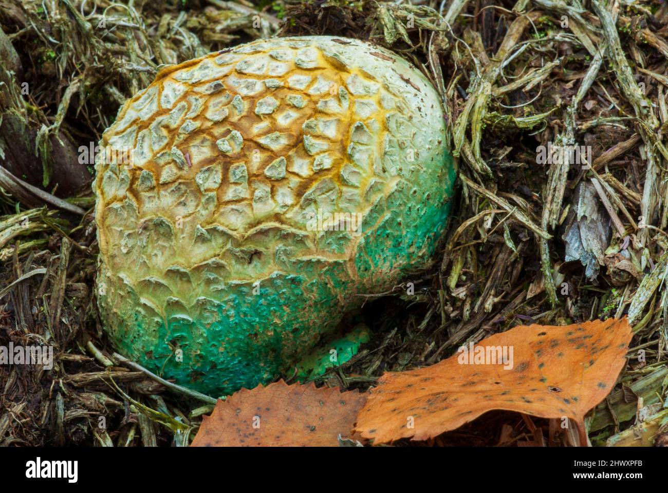 Balle Terre commune (Scleroderma citrinum) Champignons Banque D'Images
