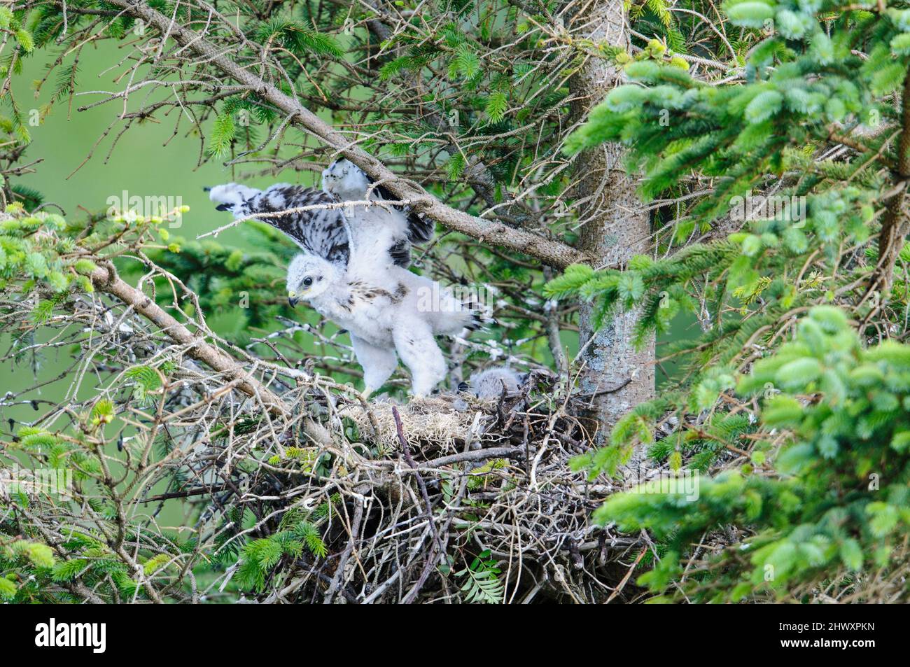 Buse variable (Buteo buteo), chick sur son nid Banque D'Images