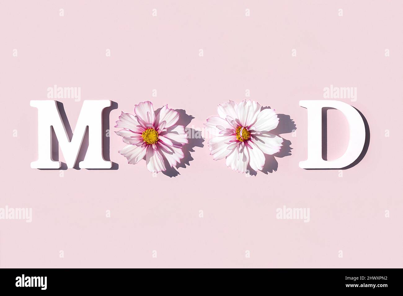 Humeur. Citation motivationnelle de lettres blanches et beauté de fleurs naturelles sur fond rose. Concept créatif citation inspirante de la journée. Banque D'Images