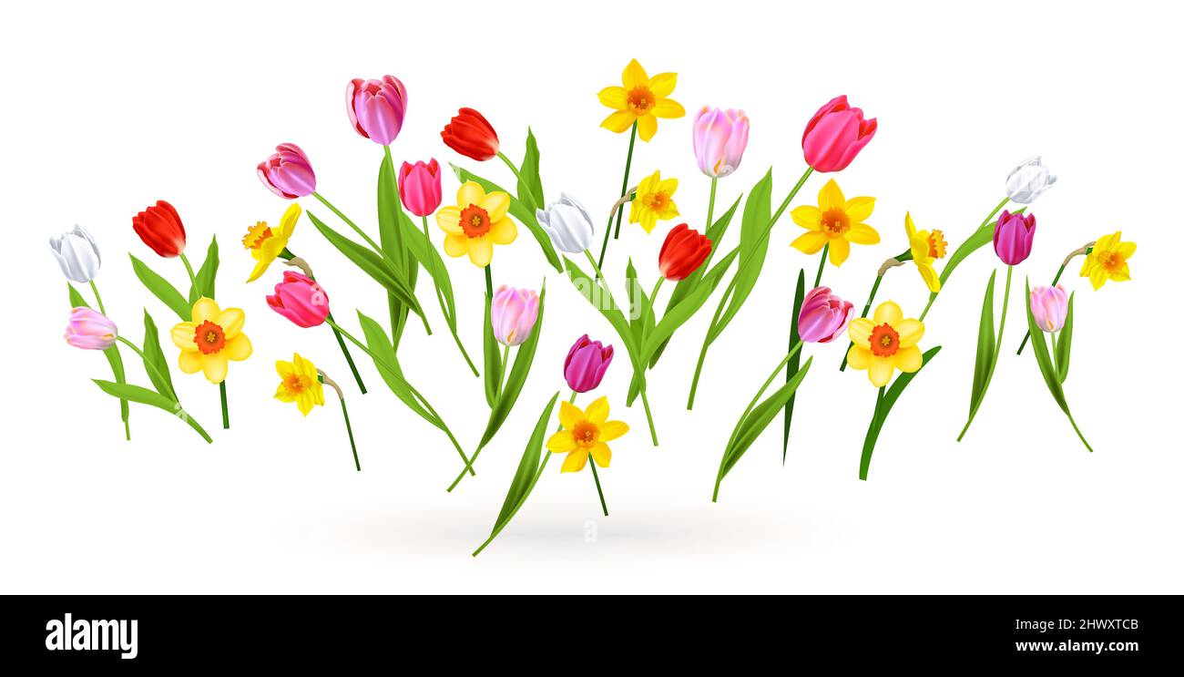 Tulipes et jonquilles en fleurs printanières Illustration de Vecteur
