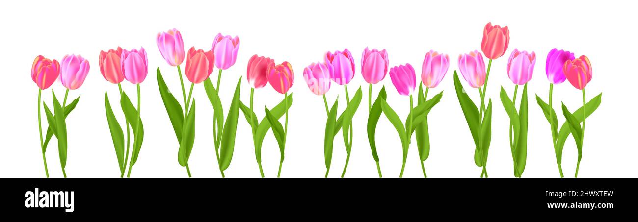 Bordure de tulipes fleurir de printemps Illustration de Vecteur