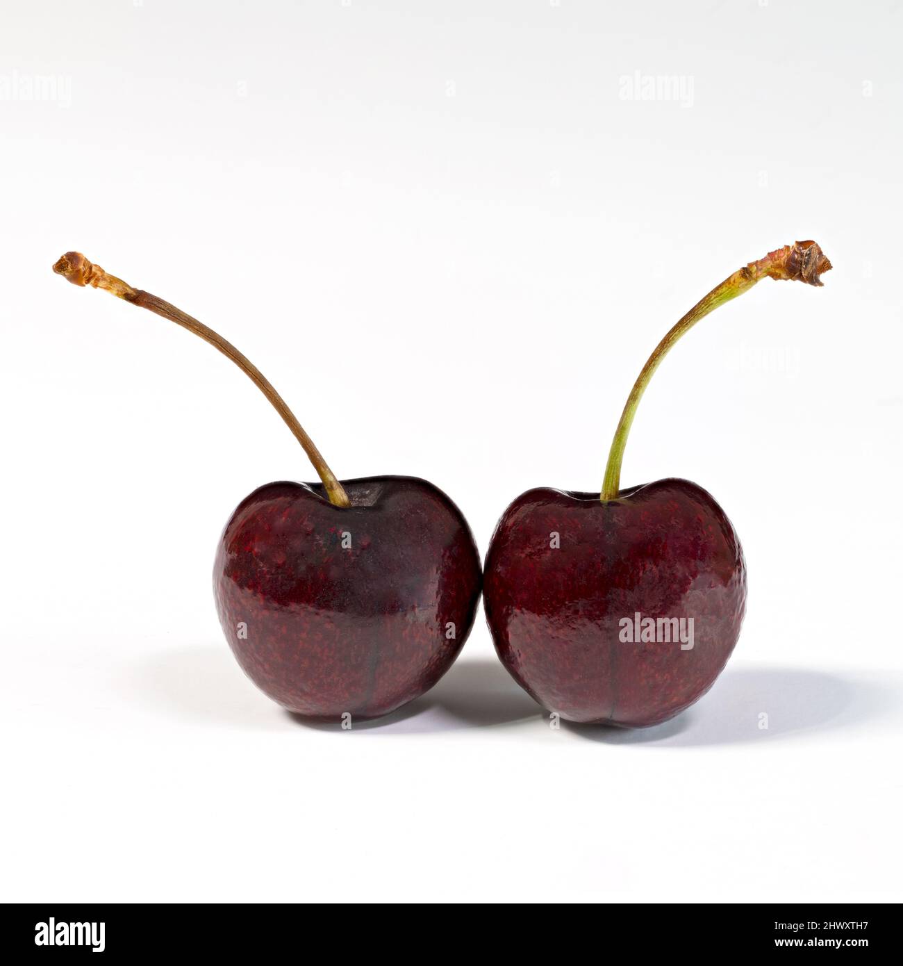 Une paire de cerises noires fraîches, (ainsi appelées même si elles ont l'air rougeâtre), photographiées sur un fond blanc Uni Banque D'Images