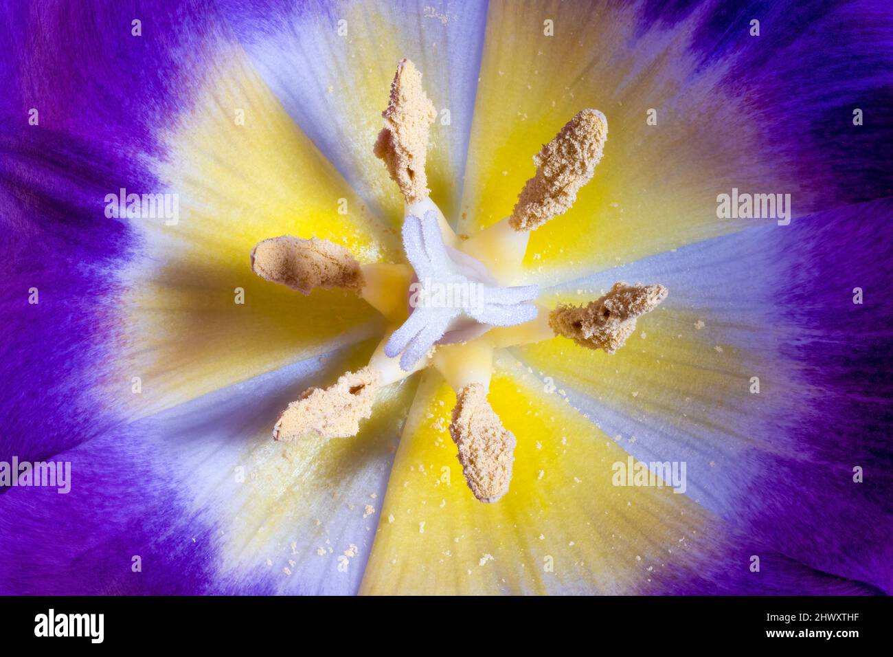 Gros plan d'une fleur de tulipe ouverte montrant la stigmatisation, le style, le Stamen, l'anthère et le pollen Banque D'Images