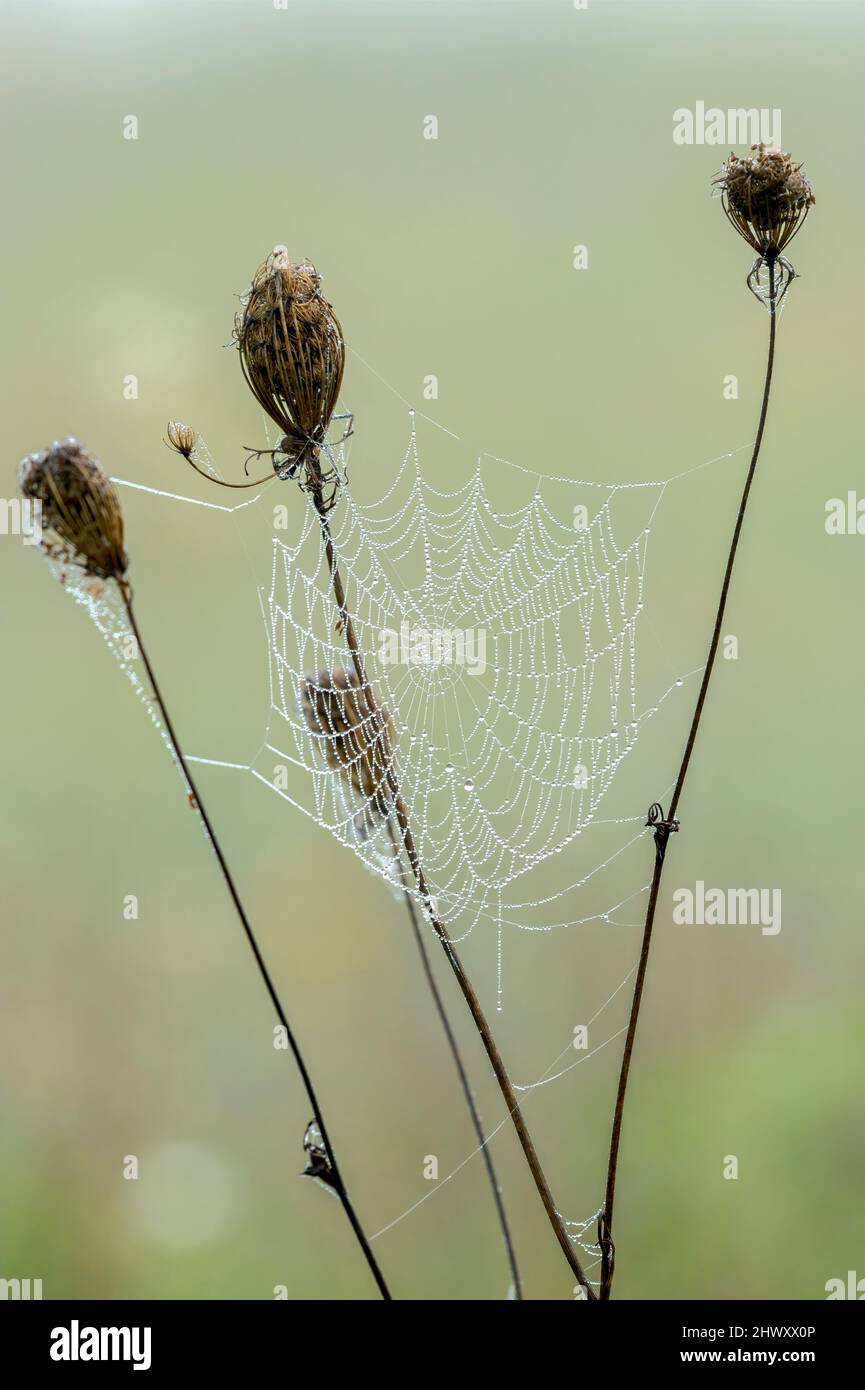 Herbe avec des fleurs sèches dans la prairie , la rosée du matin tombe sur une toile d'araignée. Fond d'écran naturel flou. Copier l'espace. Banque D'Images