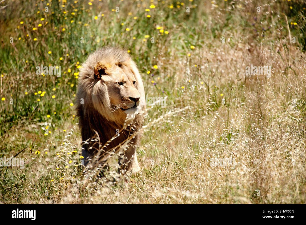 Je connais des shes ici quelque part. Photo d'un majestueux lion en prowling dans les prairies. Banque D'Images
