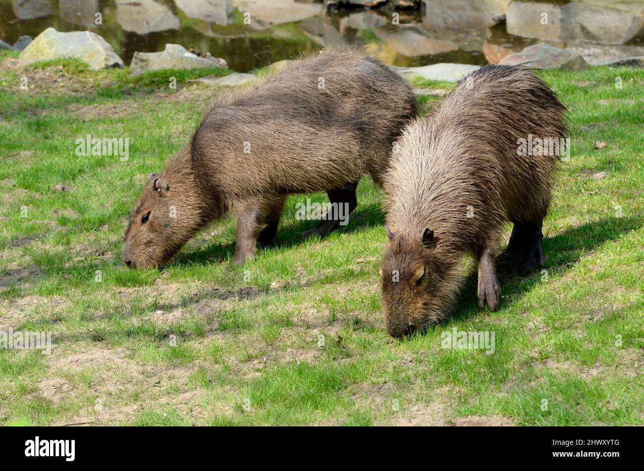 Deux capybara (Hydrochoerus hydrochaeris) mangeant l'herbe Banque D'Images
