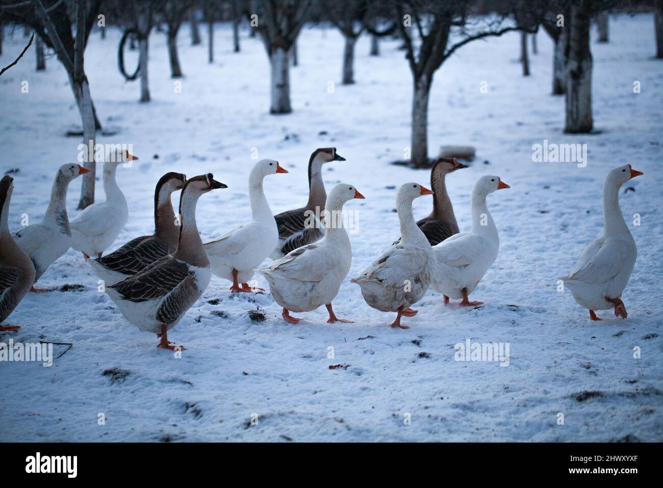 Un troupeau d'oies domestiques sur la neige. Paysage agricole rural enneigé. OIE sur la neige, oiseau domestique Banque D'Images