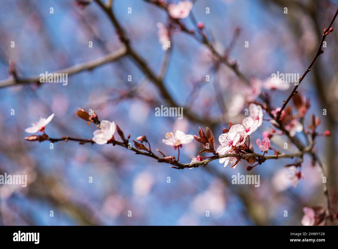 Gros plan de la branche d'arbre de fleur de printemps. Banque D'Images