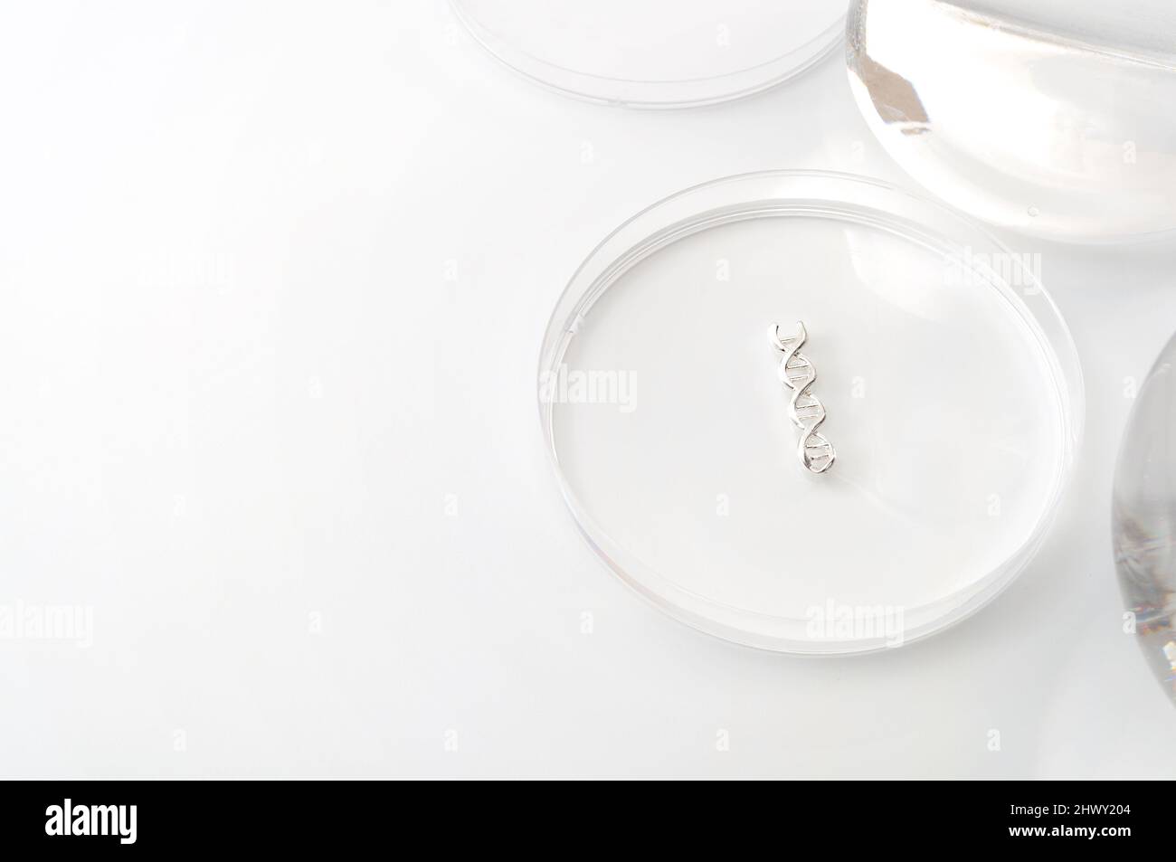 Test d'ADN, expérience de laboratoire et thème de recherche génétique avec une molécule à double hélice dans une boîte de Petri isolée sur fond blanc avec Copy spa Banque D'Images