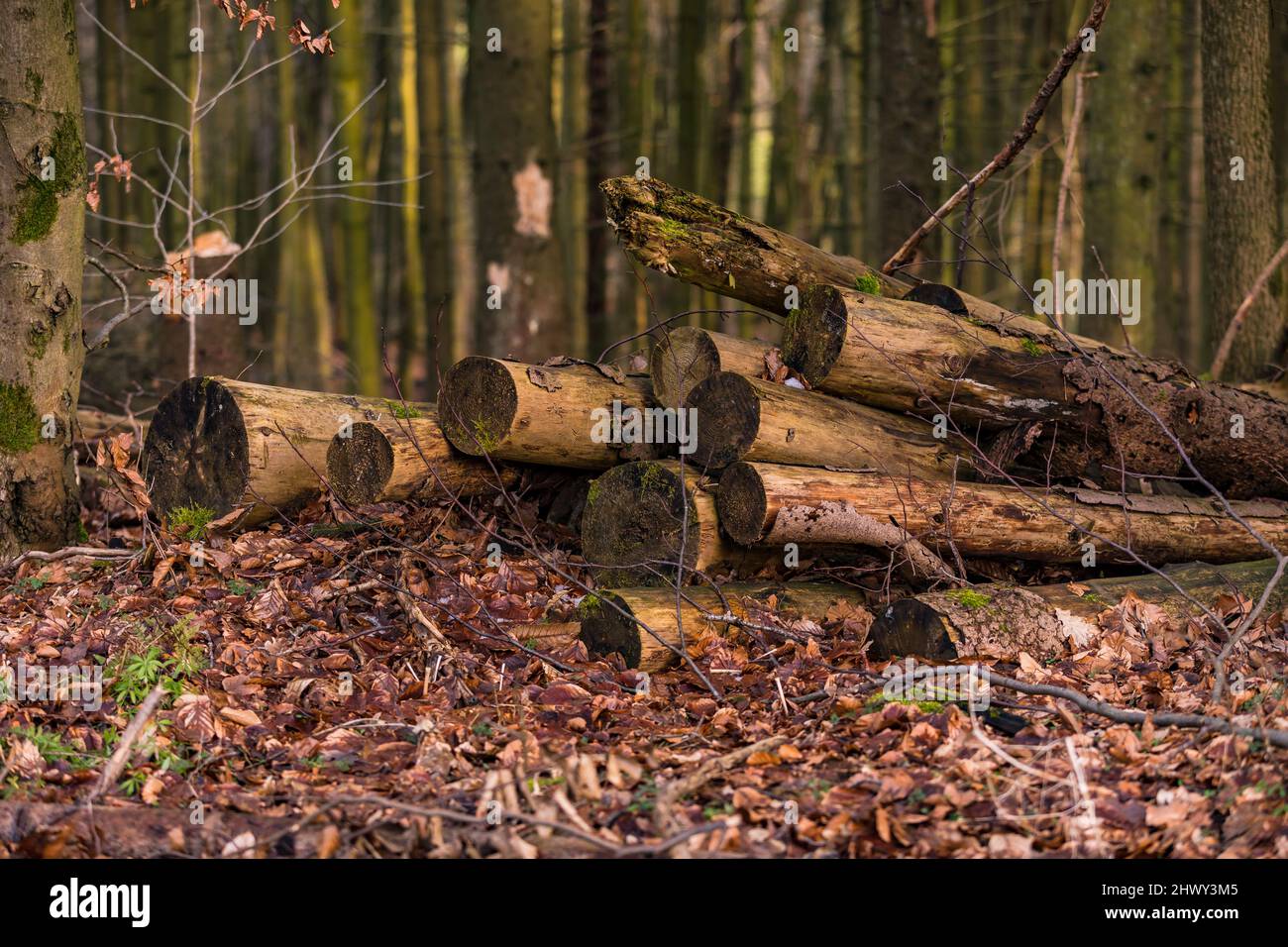 Certains troncs d'arbres se trouvent dans la forêt sur le plancher de la forêt Banque D'Images Certains troncs d'arbres se trouvent dans la forêt sur le plancher de la forêt Banque D'Images