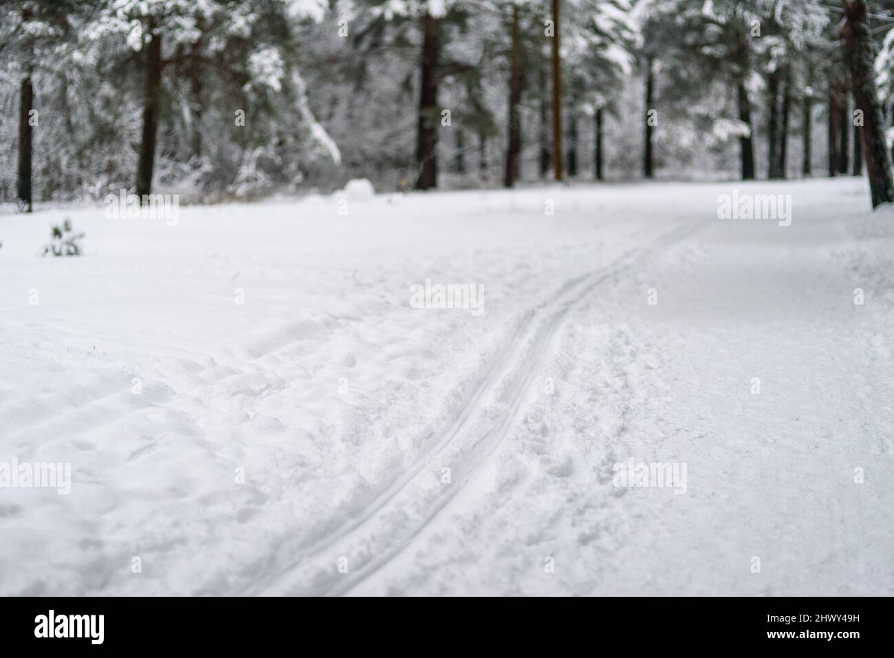 Piste de ski dans la forêt d'hiver. Arbres enneigés Banque D'Images