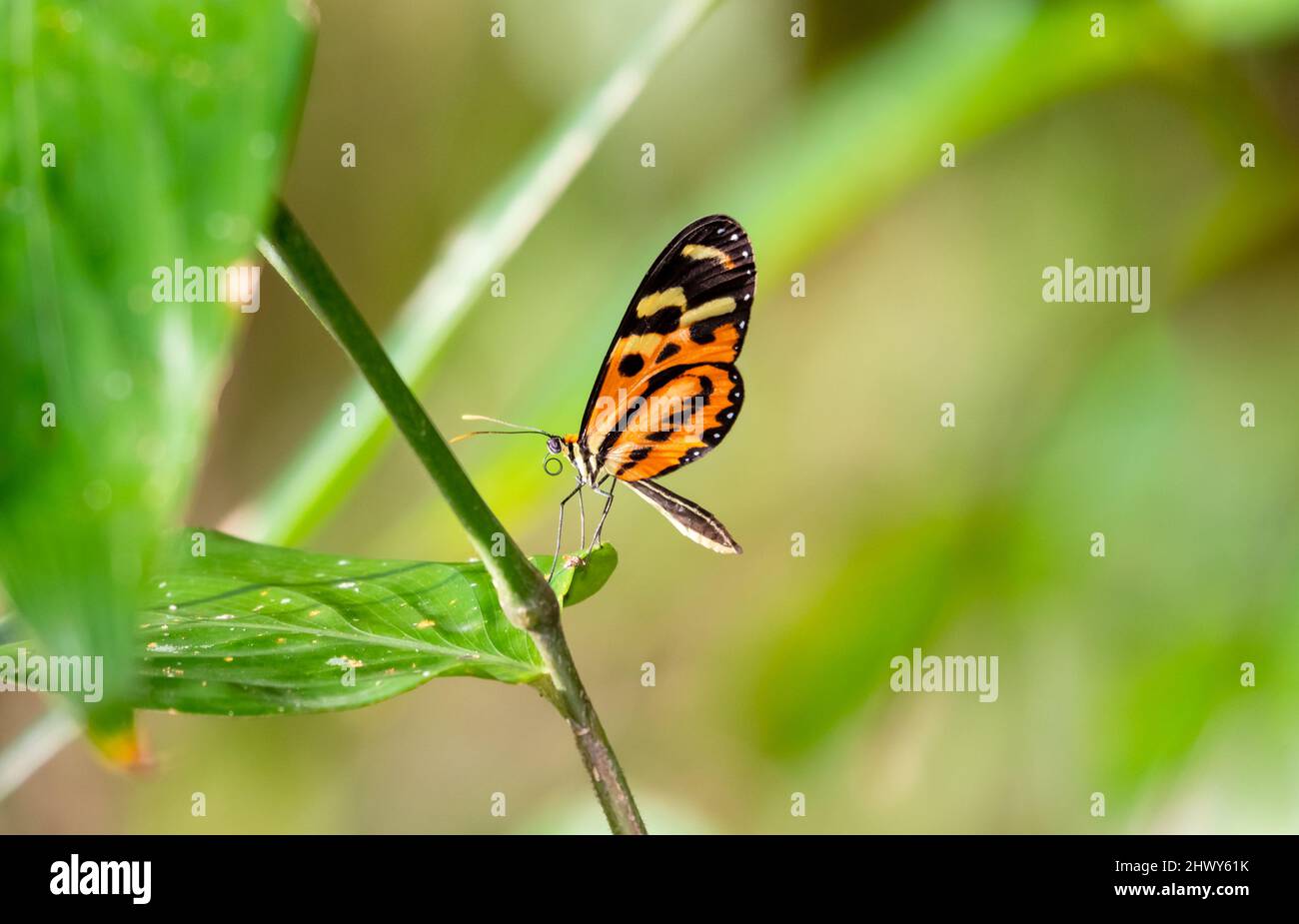 Orange et noir, papillon à l'huile douce perché sur une petite branche avec une feuille et un arrière-plan de couleur claire. Banque D'Images