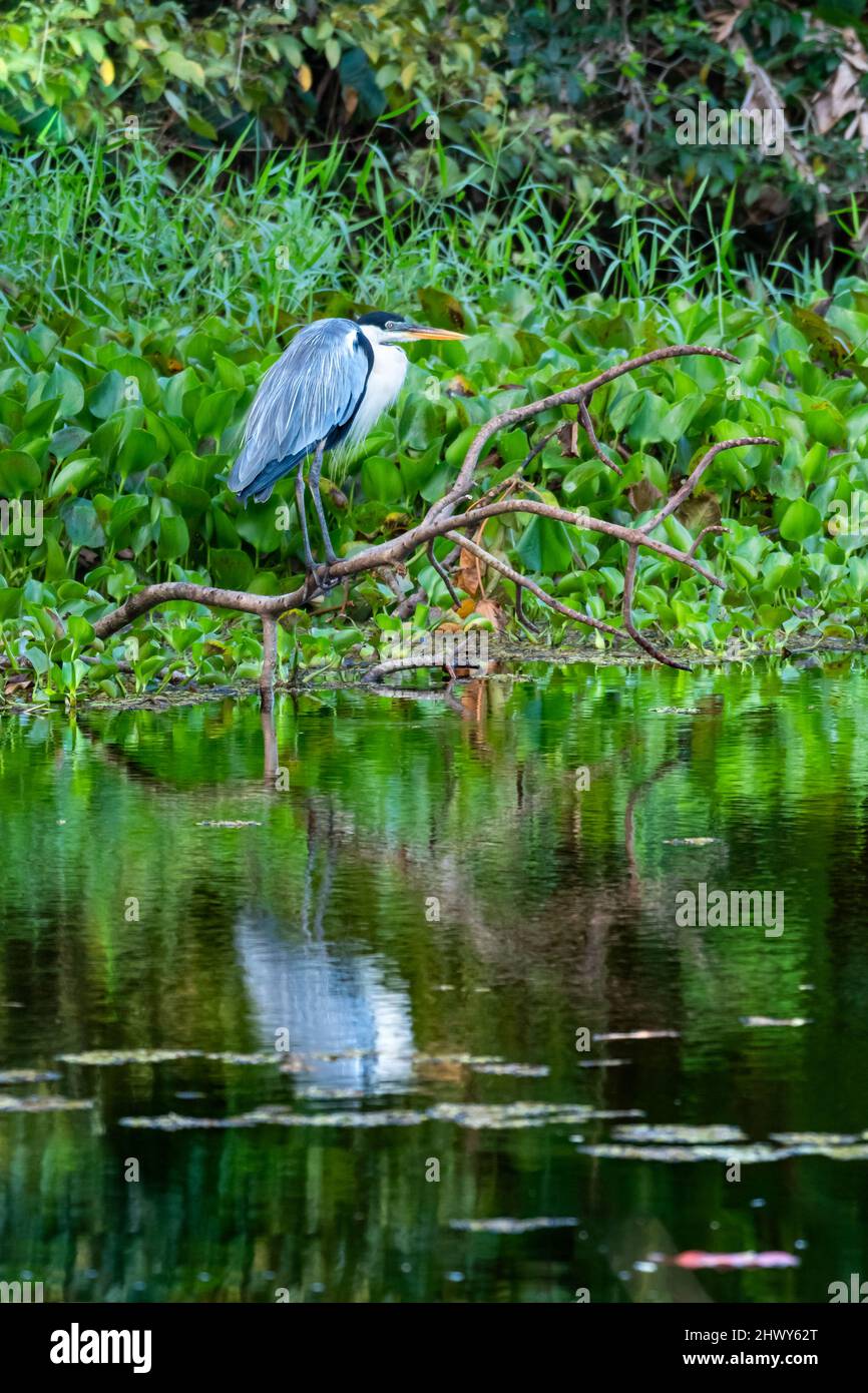 Un oiseau, le Cocoi Heron, ardea cocoi, perché sur une branche d'eau séchée et pêchant. Banque D'Images
