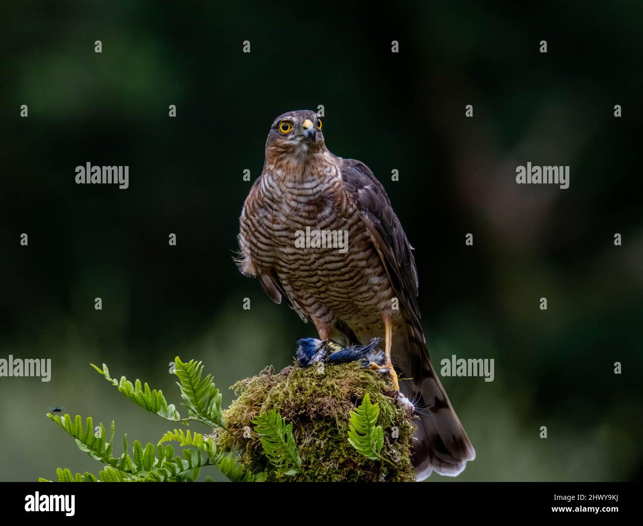 Oiseau de proie - Sparrowhawk (Accipiter nisus), également connu sous le nom de Sparrowhawk du nord ou de sparrowhawk assis sur un tronc recouvert de mousse. Banque D'Images