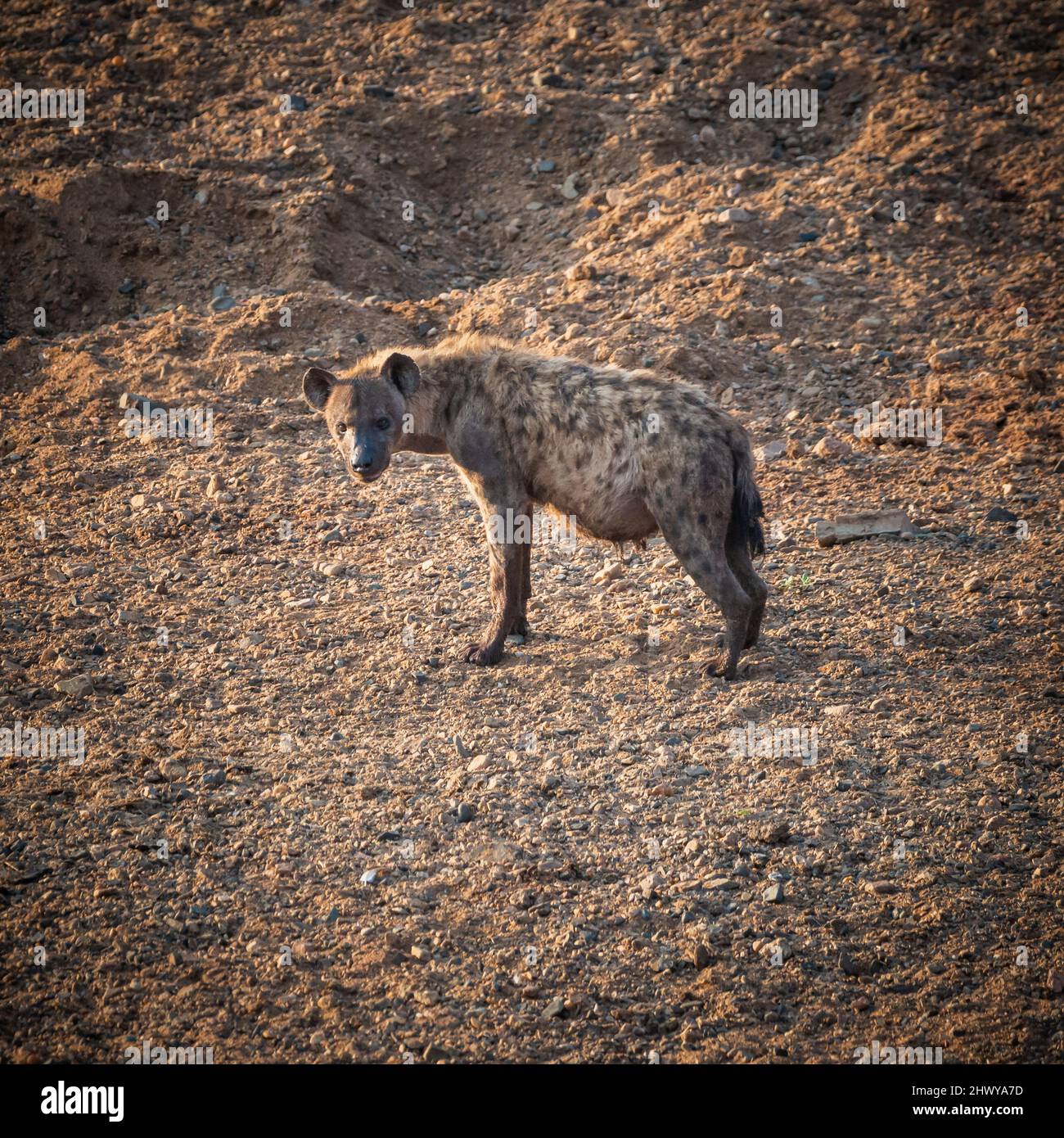 Hyène enceinte debout au lit de la rivière et regardant dans la caméra. La photo a été prise en afrique du Sud, parc national Kruger Banque D'Images