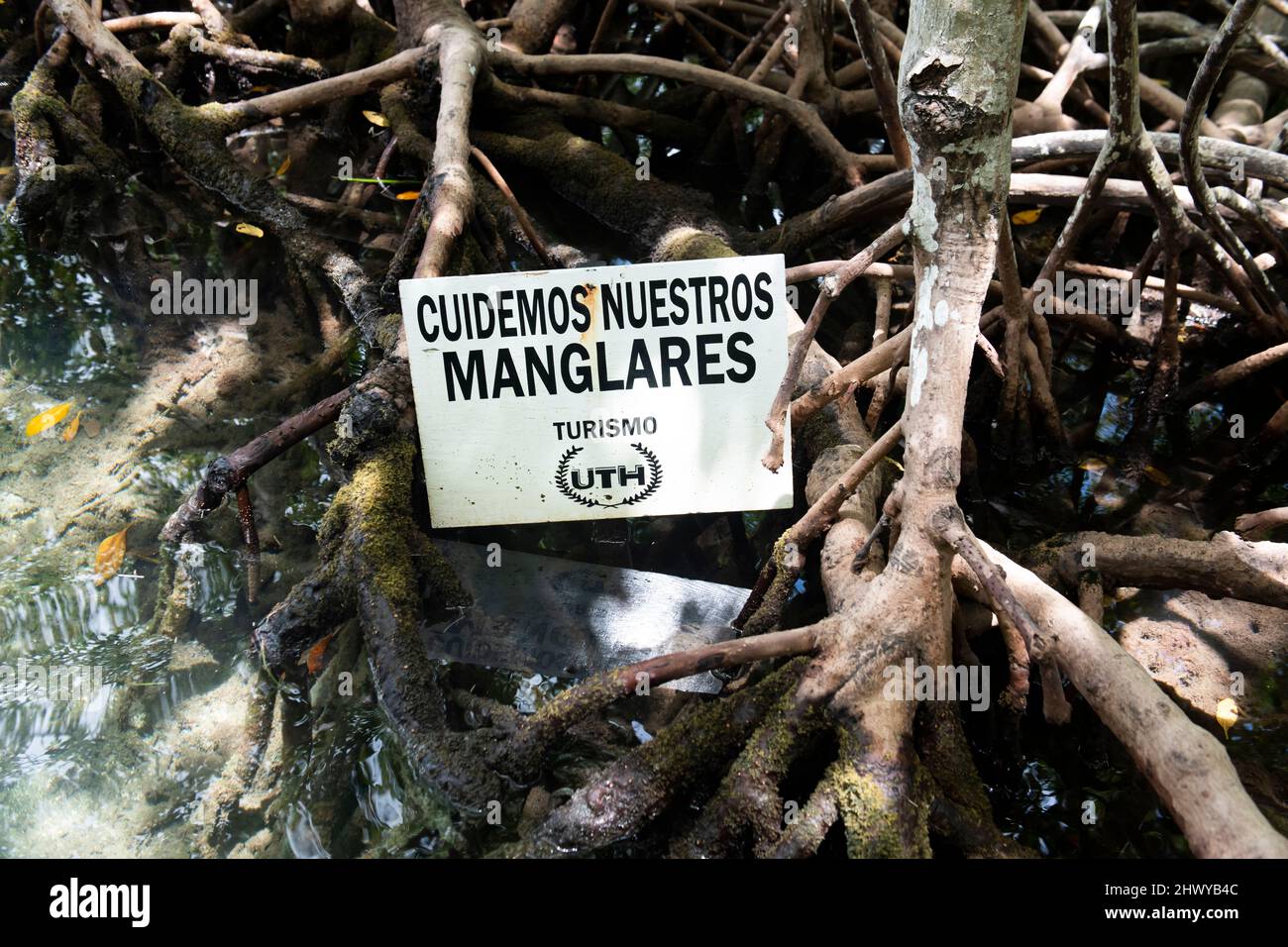 Signe environnemental sur les racines des mangroves Banque D'Images