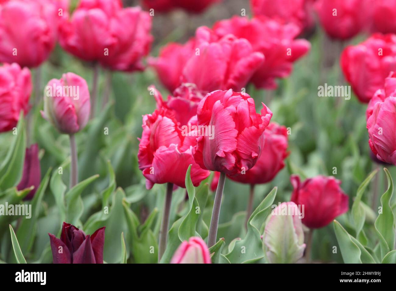 Tulipes de perroquet rose foncé en fleur Banque D'Images