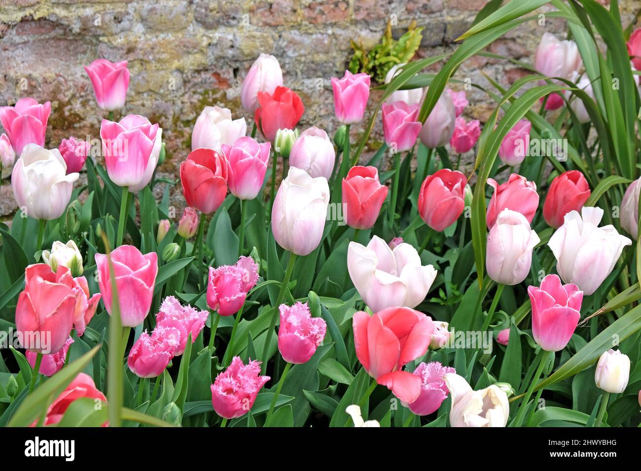 Les tulipes rose et blanc triomphent 'innuendo' en fleur Photo Stock - Alamy