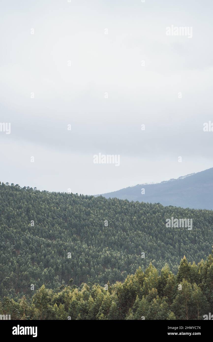 paysage pour peintures murales arbres dans la plaine Banque D'Images