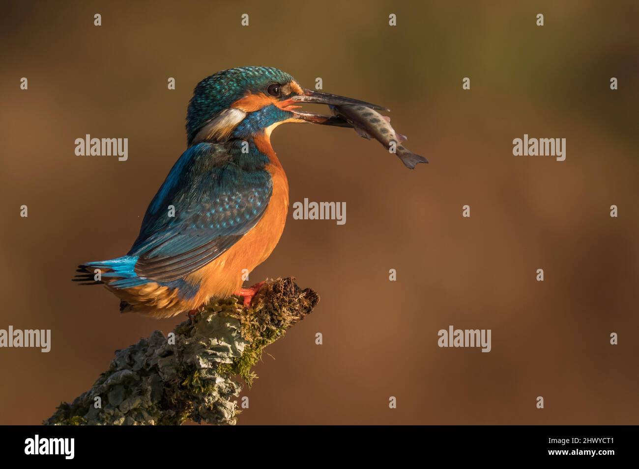 Le kingfisher commun (Alcedo atthis)le kingfisher eurasien, et le kingfisher fluvial, est un petit kingfisher de sept sous-espèces reconnues dans le STI Banque D'Images