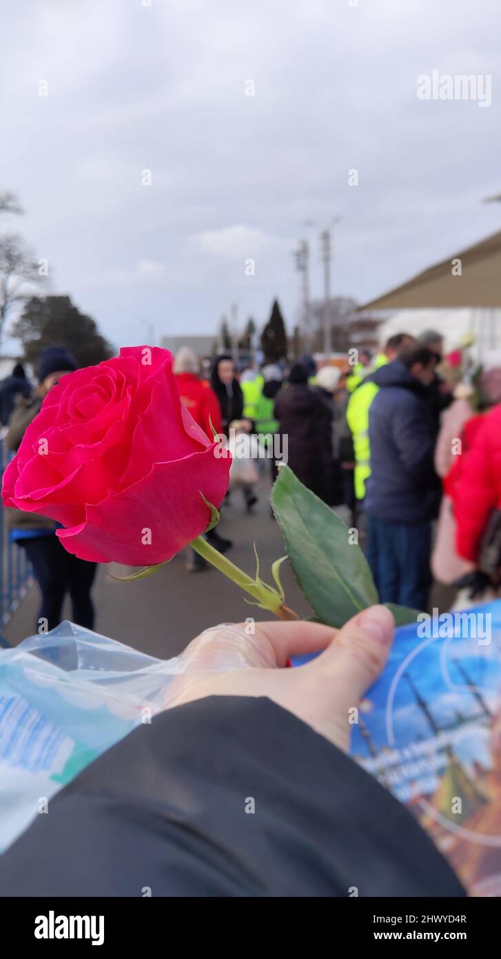 Rouge rose dans la main de la femme à la frontière roumaine, cadeau pour les réfugiés 8th mars Banque D'Images