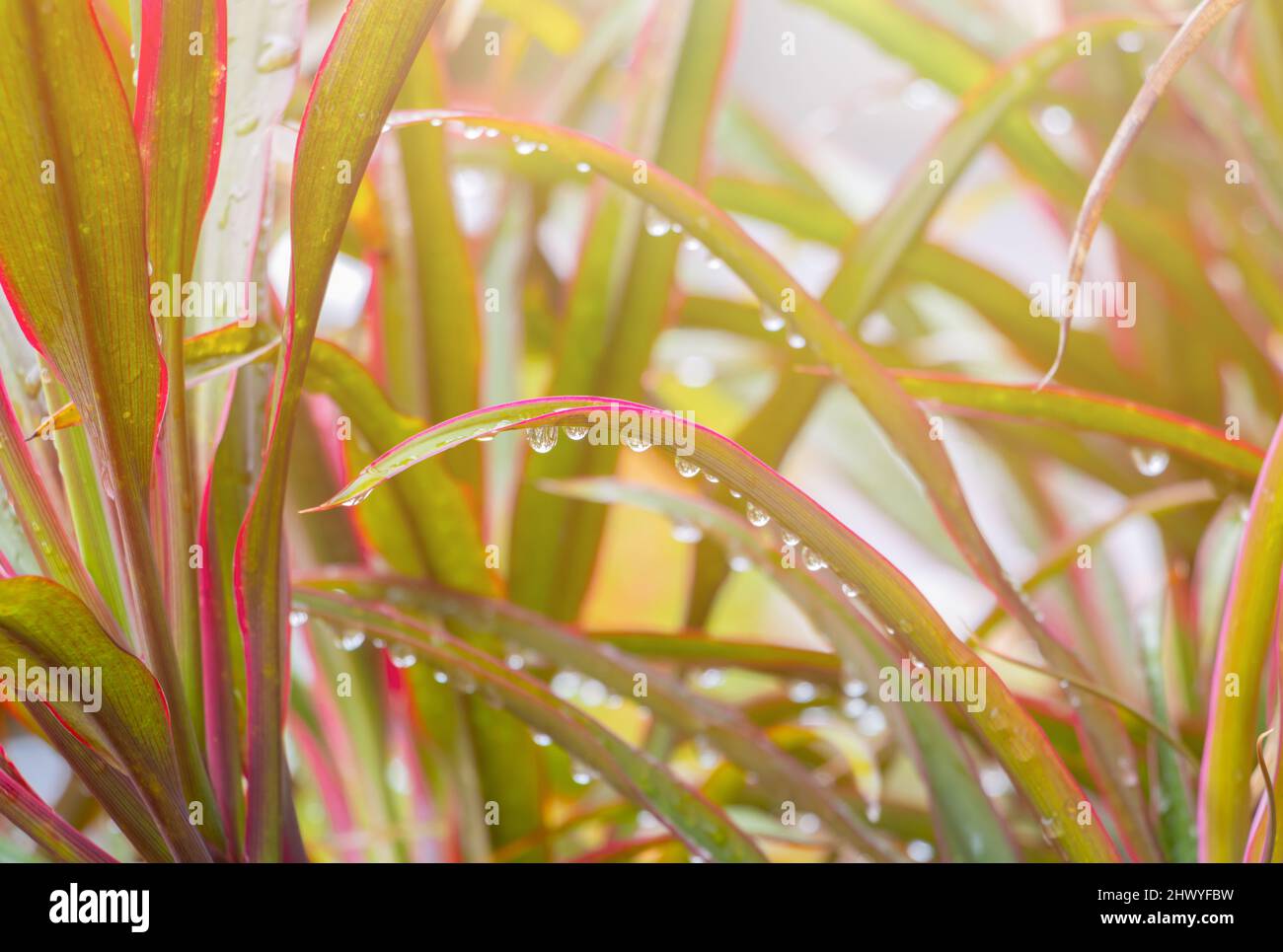 la goutte d'eau sur le bord rouge long laisse un arrière-plan magnifique Banque D'Images