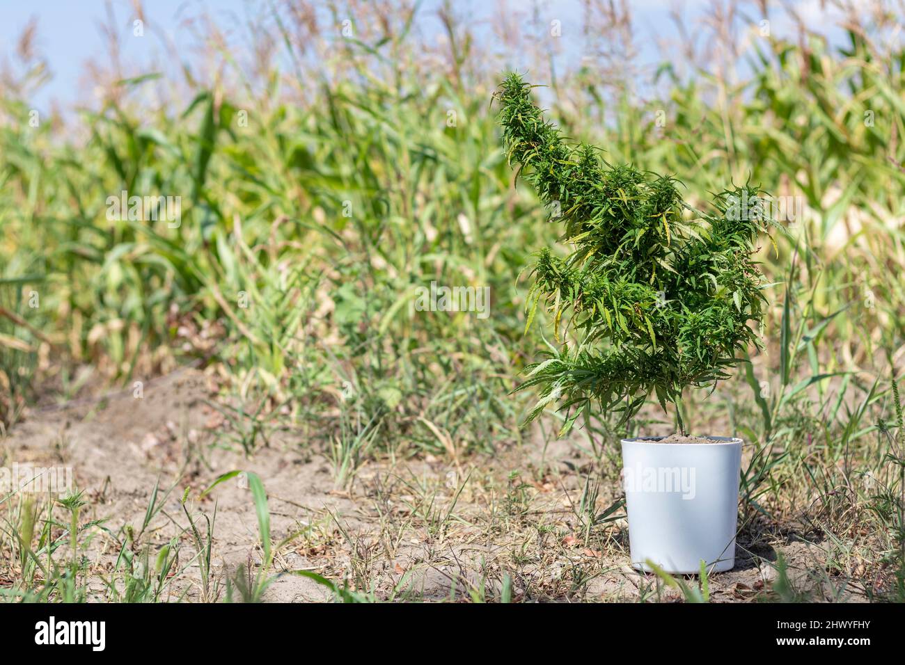 Un buisson de cannabis mature dans un pot blanc se tient sur le sol.Croissance à l'extérieur Banque D'Images