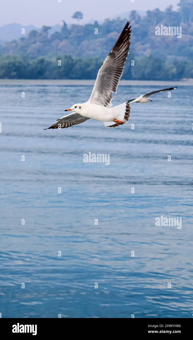 Les mouettes volent haut avec des ailes étendues vers la lumière contre un ciel bleu, le concept inspirant de la liberté et de l'aspiration. Mouette volant. Banque D'Images