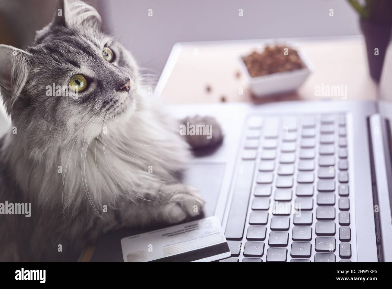 Un chat gris travaille sur un ordinateur portable, regarde le moniteur.  Pattes sur le clavier, à côté d'une carte de crédit et de nourriture sèche  pour chats. Le chat commande des aliments