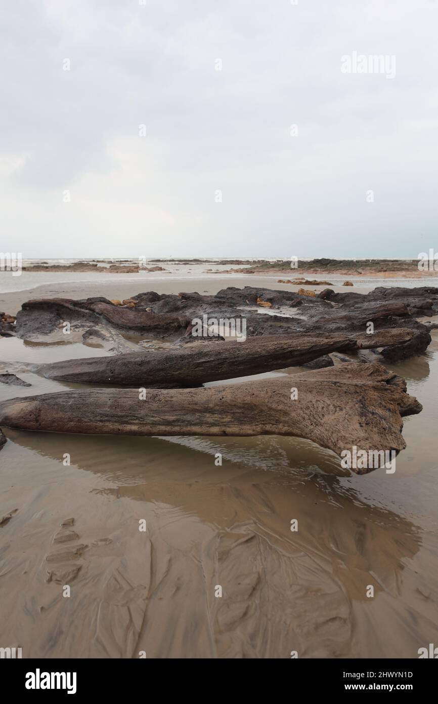 Troncs d'arbres âgés de 4000 ans d'une ancienne forêt, Bulverhythe Beach, Hastings, East Sussex, UKEast Sussex, ROYAUME-UNI Banque D'Images