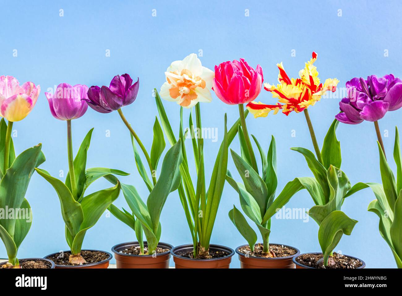 Tulipes colorées fleurs printemps background Banque D'Images