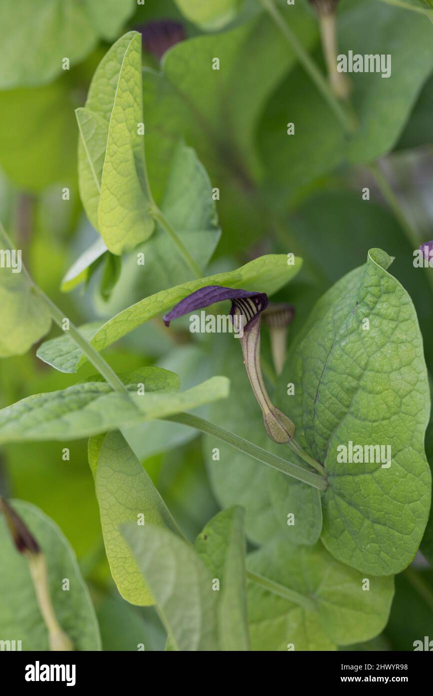 Rundblättrige Osterluzei, Knollige Osterluzei, Aristolochia rotunda, smearmoort, wort à feuilles rondes, L'aristoloche à feuilles rondes Banque D'Images