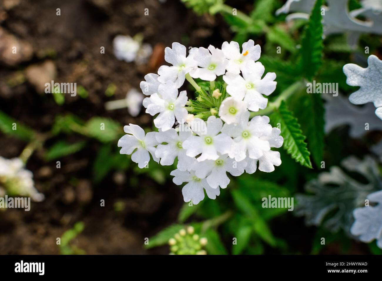 Beaucoup de fleurs blanches fraîches et délicates de Verbena hybrida Nana  Compacta plante, dans un jardin d'été ensoleillé, vue de dessus de beau  fond floral extérieur ph Photo Stock - Alamy