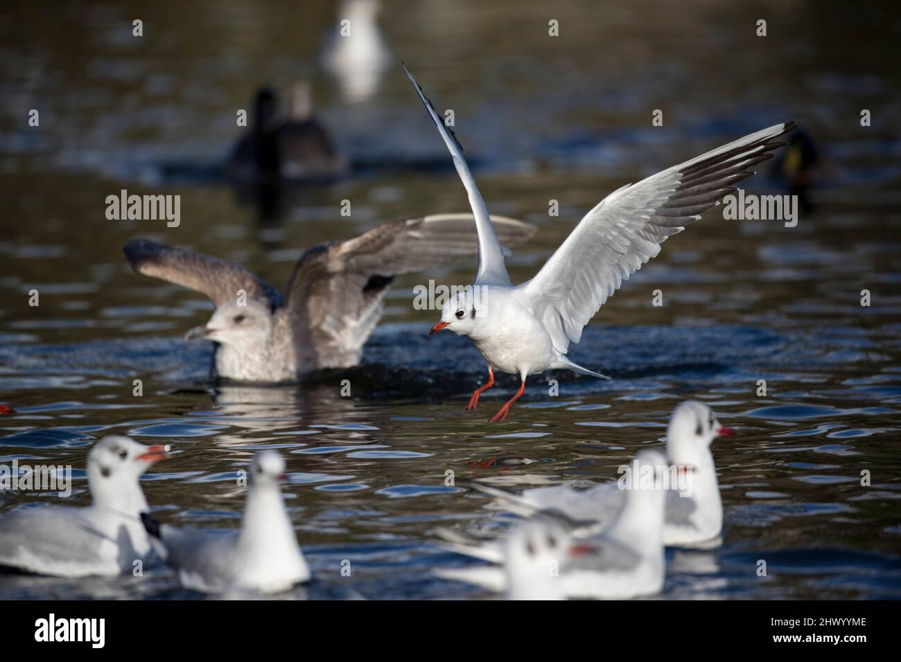 Mouette à tête noire ; Chroicocephalus ridibundus ; vol ; l'atterrissage ; Cornwall ; UK Banque D'Images