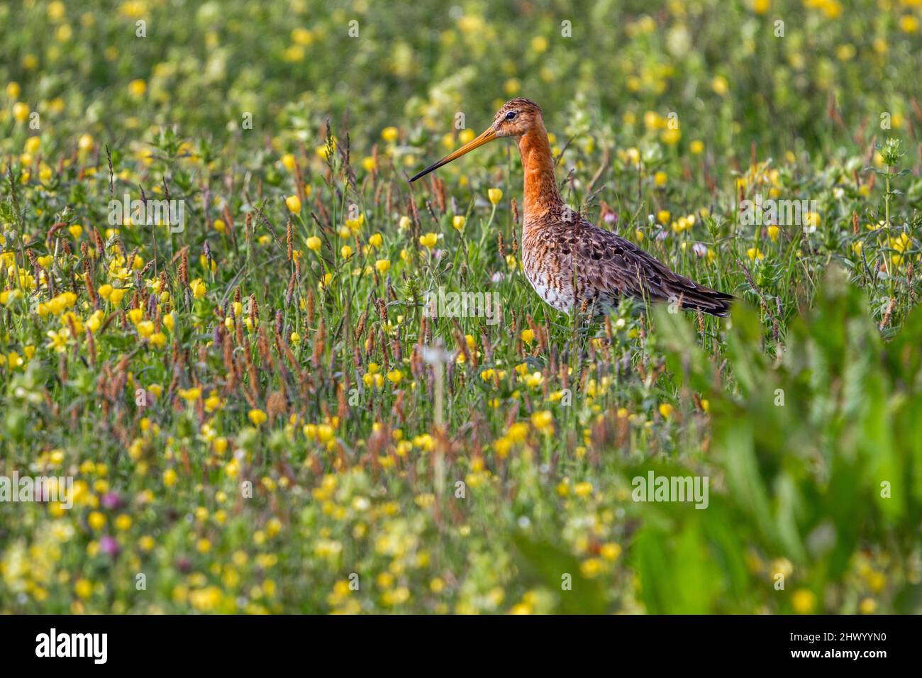 Godoub à queue noire ; Limosa limosa ; été ; Royaume-Uni Banque D'Images