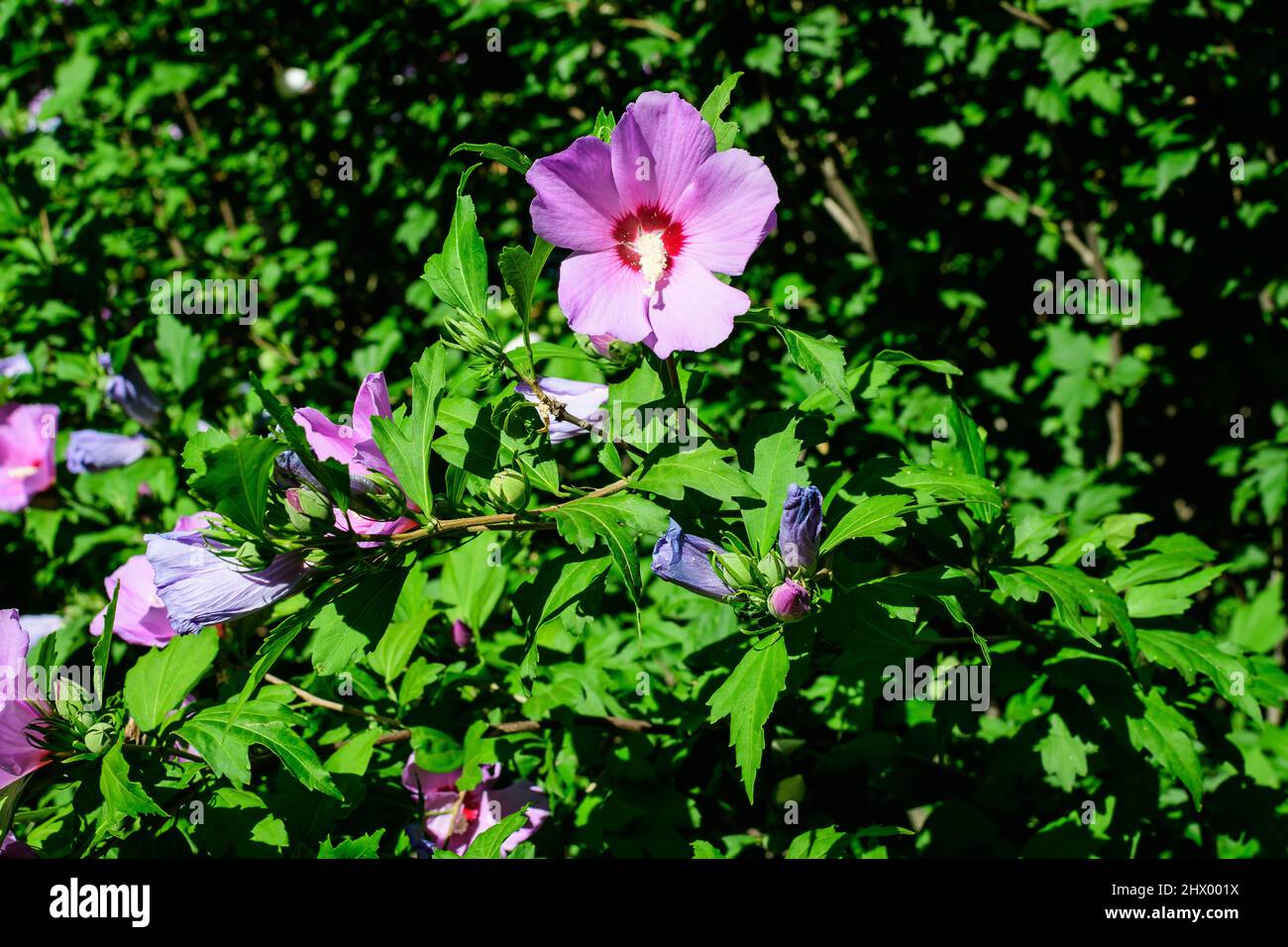 Fleurs roses magenta de l'hibiscus syriacus plante, communément connu sous le nom de rose coréenne, rose de Sharon, cétmia syrien, arbuste althea ou mouchelier rose, dans une garde Banque D'Images