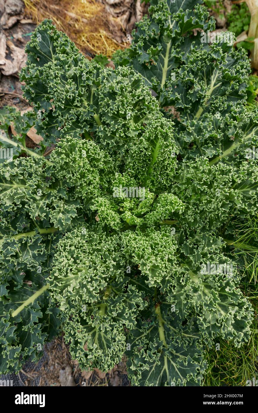 kale frais dans un potager Banque D'Images