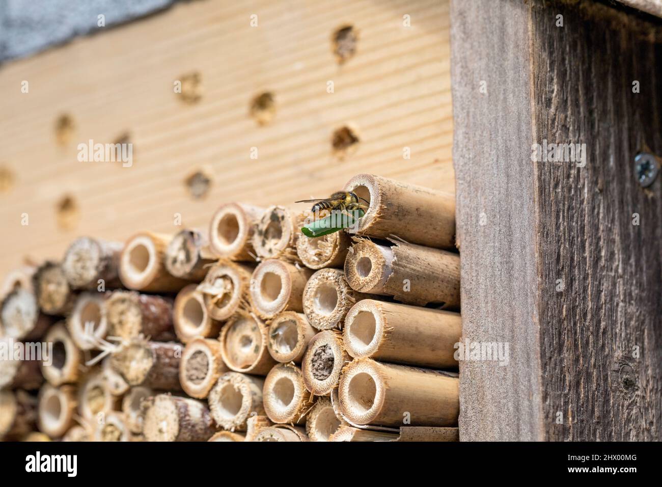 Patchwork Leaf Cutter Bee ; Megachile centuncularis ; à Insect House ; Royaume-Uni Banque D'Images