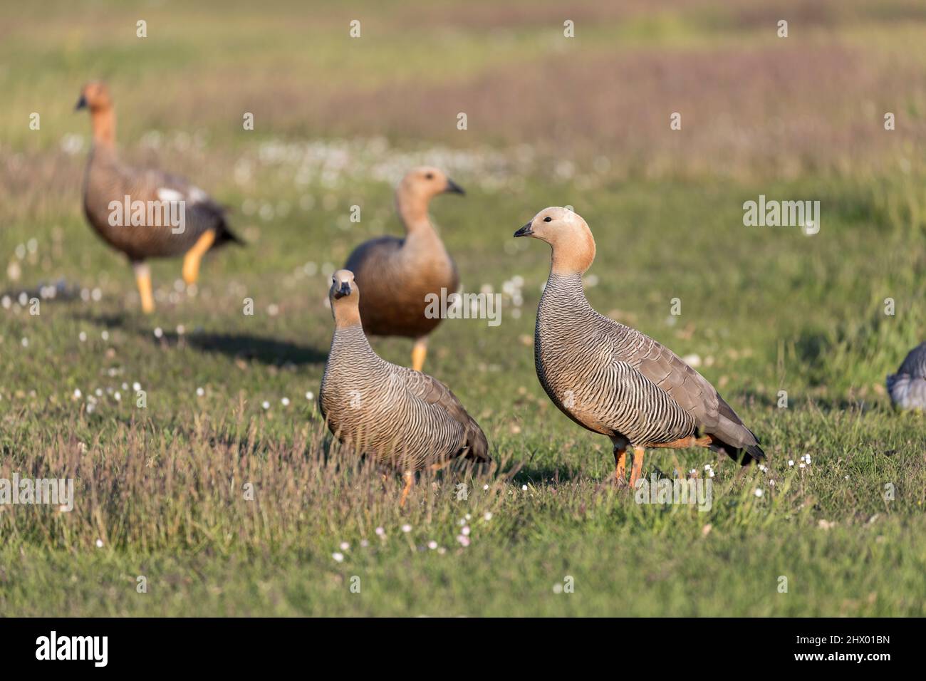 Ruddy a dirigé l'OIE; Chloephaga rubidiceps; avec les Oies d'Upland; Falklands Banque D'Images