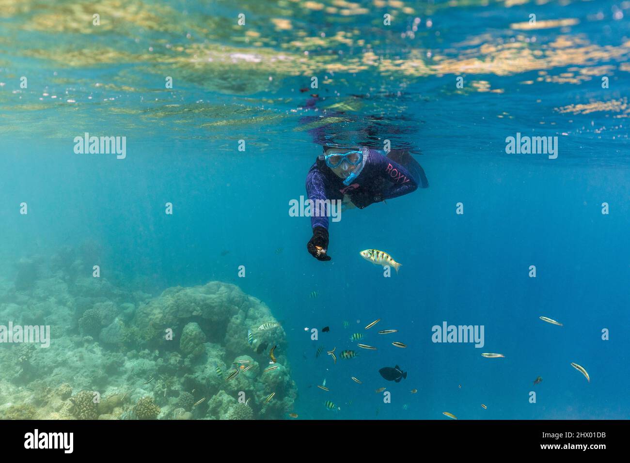 Plongée en apnée et alimentation de poissons; Maldives Banque D'Images