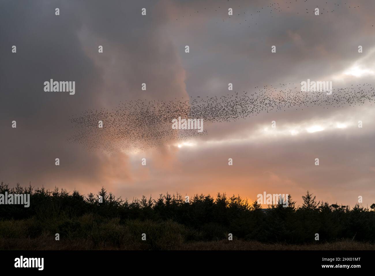 Starling Roost ; Sturnus vulgaris ; Cornwall ; Royaume-Uni Banque D'Images