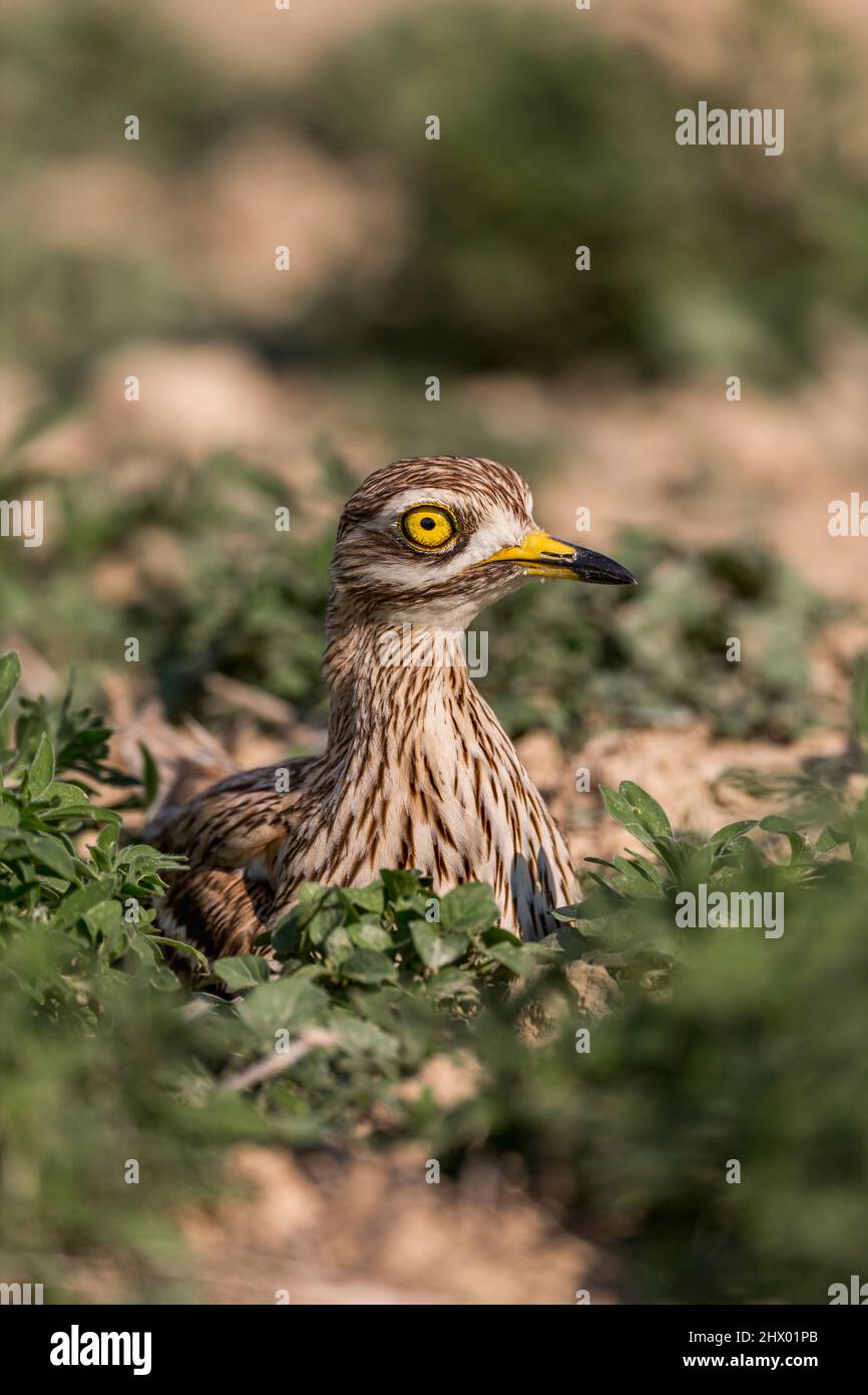 Pierre Curlew; Burhinus oedicnemus; assis; Royaume-Uni Banque D'Images