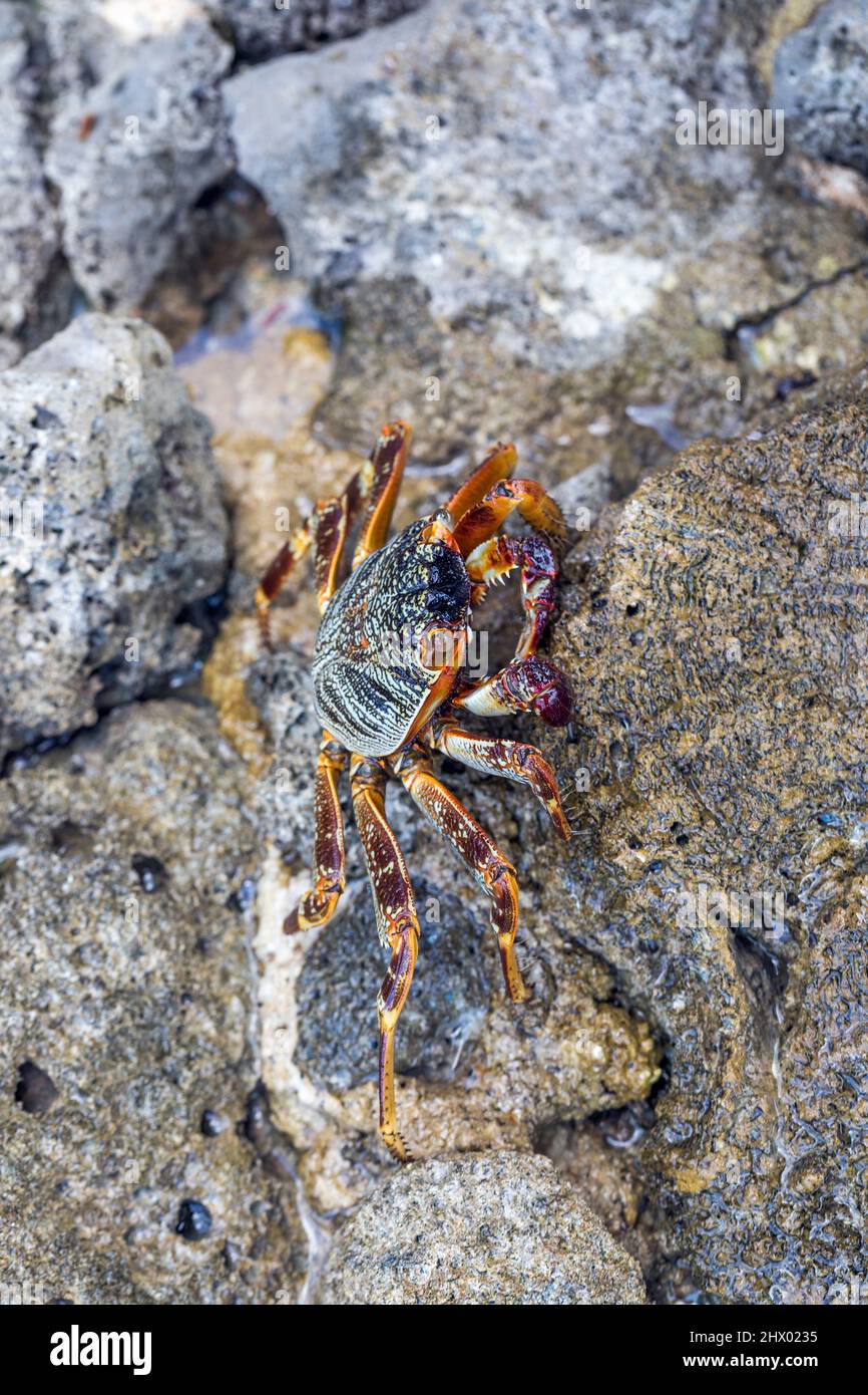 Crabe de roche à pieds rapides; Grapsus albolineatus; Maldives Banque D'Images