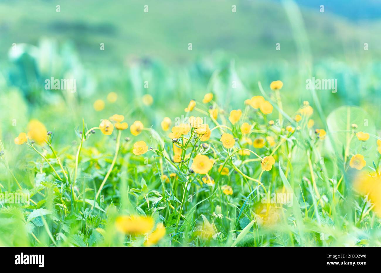 Belle prairie avec fleurs jaunes sauvages. Banque D'Images