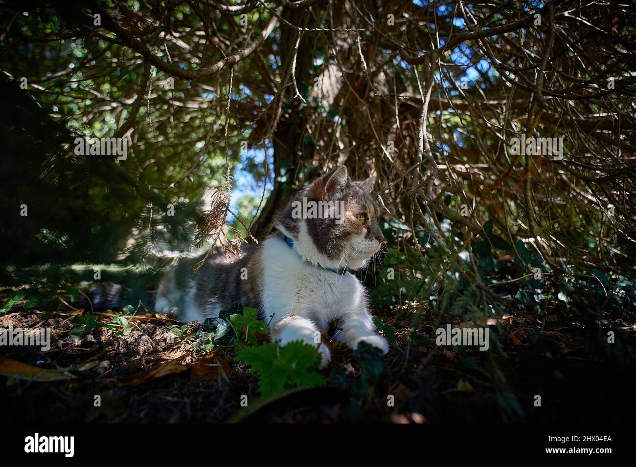 Yvelines, France - août 2019 : un grand beau chat est en train de se reposer sous une lumière chiaroscuro, sur le sol sous un arbre Banque D'Images