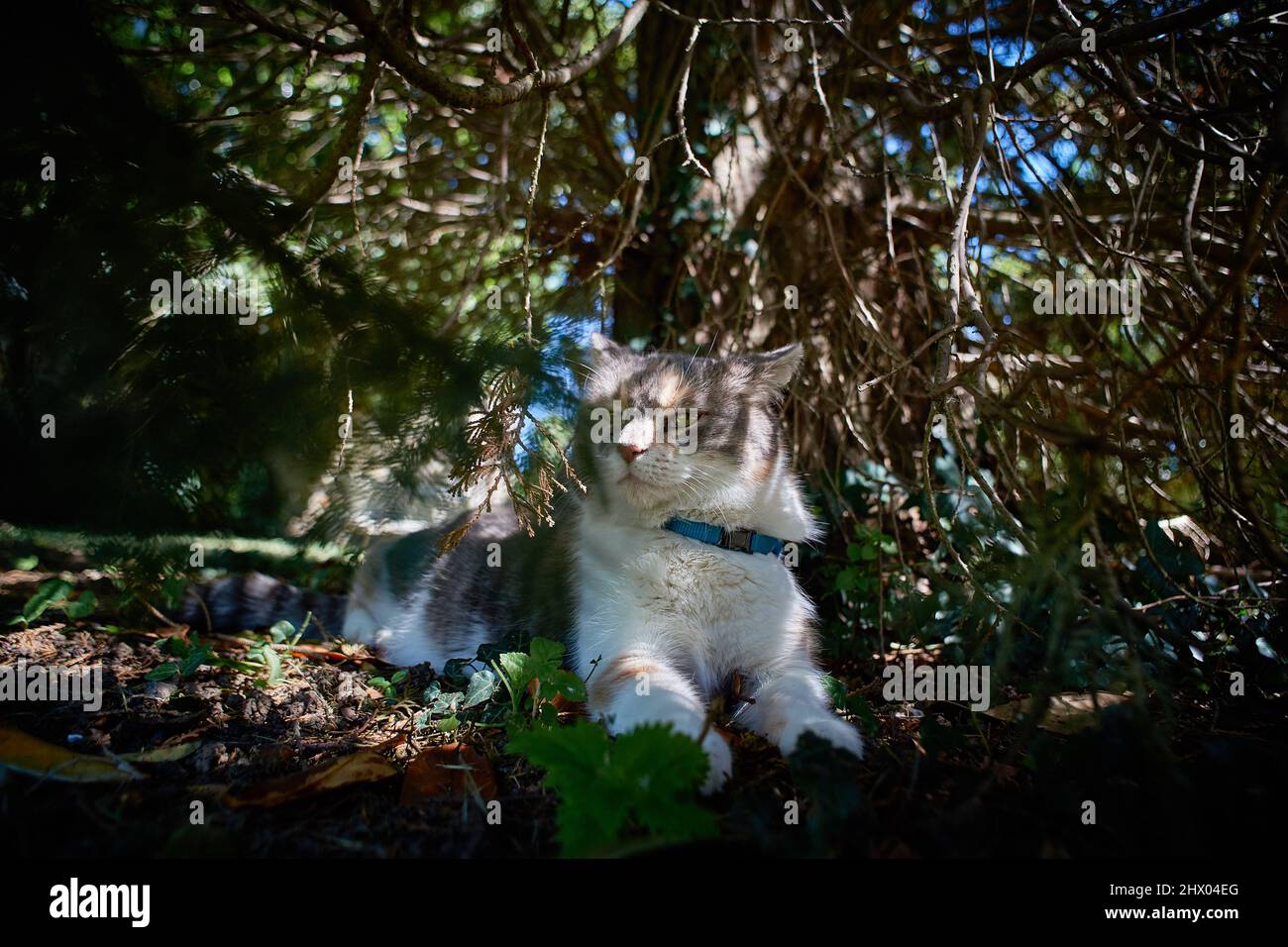 Yvelines, France - août 2019 : un grand beau chat est en train de se reposer sous une lumière chiaroscuro, sur le sol sous un arbre Banque D'Images