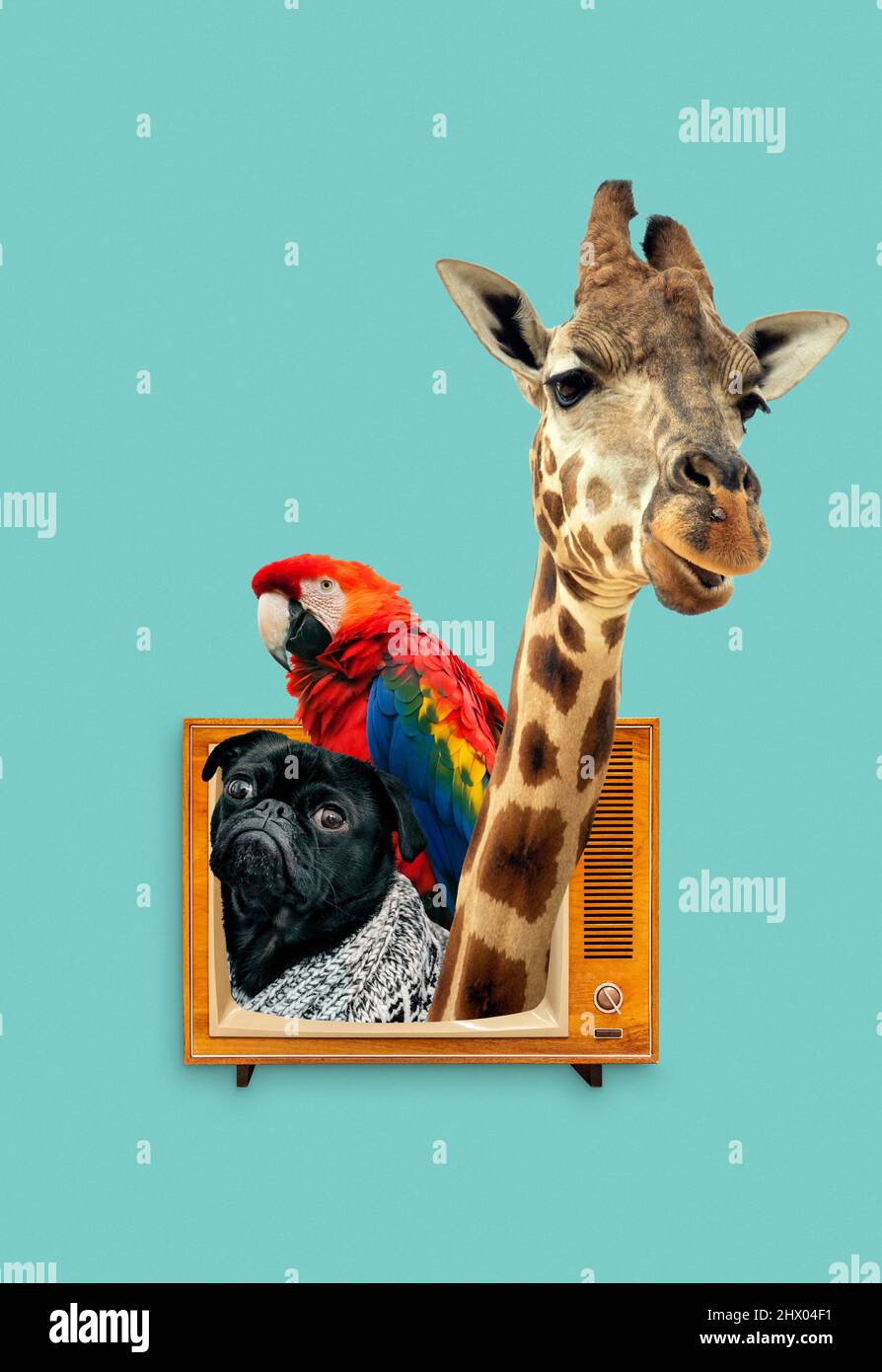 Collage zoo concept avec les animaux mignons sortir de l'ensemble de télévision vintage Banque D'Images