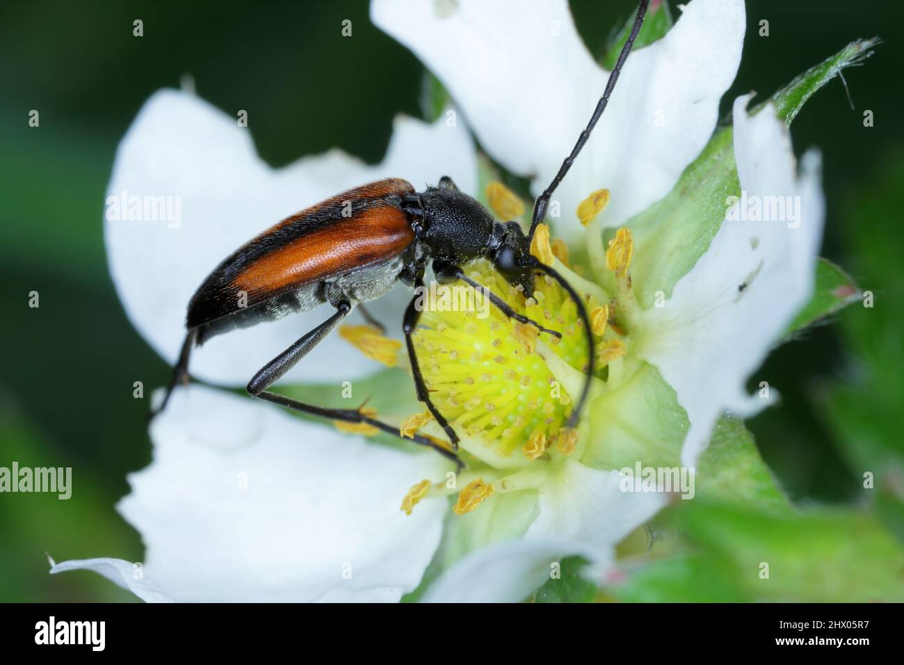 Photo macro d'un coléoptère de longhorn à rayures noires (Stenurella melanura) vu sur la fleur de fraise. Banque D'Images